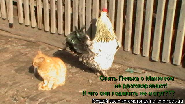 Котоматрица: Опять Петька с Маркизом  не разговаривают! И что они поделить не могут???