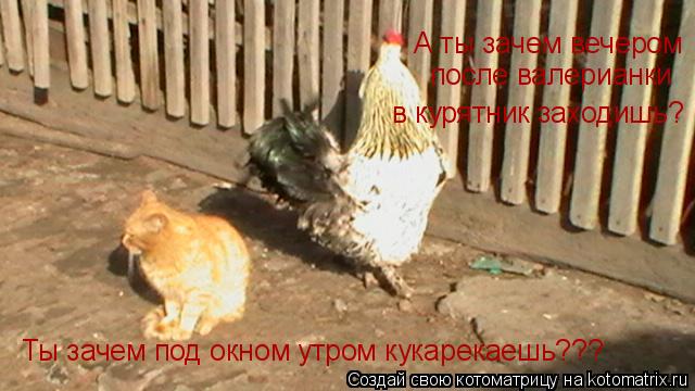 Котоматрица: Ты зачем под окном утром кукарекаешь??? А ты зачем вечером  после валерианки  в курятник заходишь?