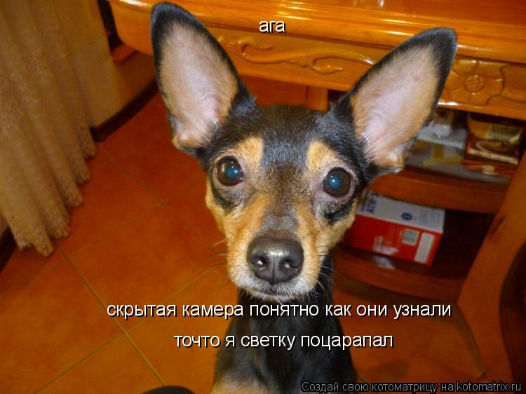 Котоматрица: ага  скрытая камера понятно как они узнали точто я светку поцарапал