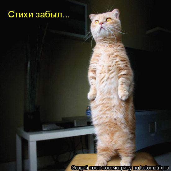 Котоматрица: Стихи забыл...