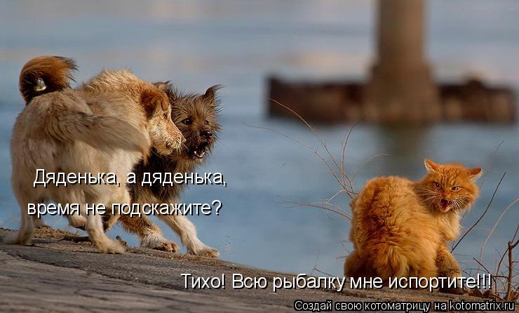 Котоматрица: Дяденька, а дяденька,  время не подскажите? Тихо! Всю рыбалку мне испортите!!!