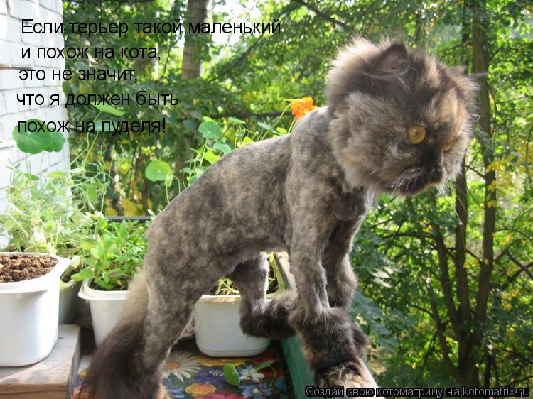Котоматрица: Если терьер такой маленький и похож на кота, это не значит, что я должен быть  похож на пуделя!