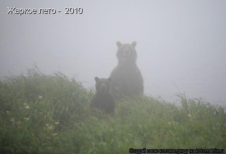 Котоматрица: Жаркое лето -  2010