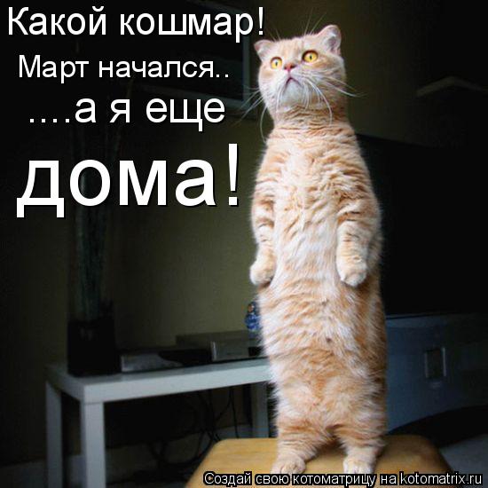 Какой кошмар! Март начался.. ....а я еще дома!... Котоматрица: Какой кошмар! Март начался.. ....а я еще дома!
