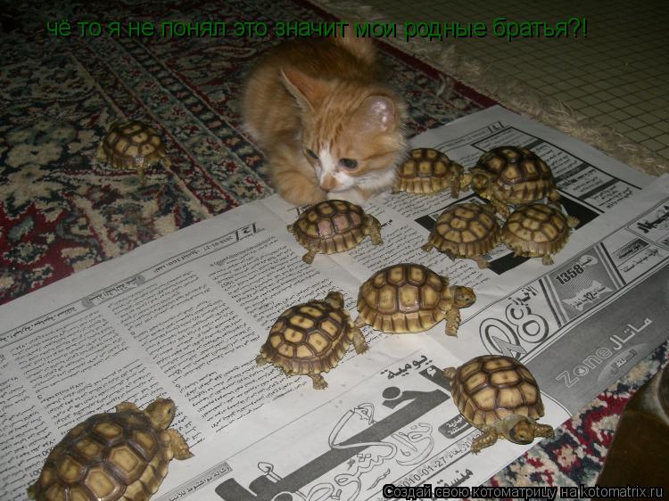 Котоматрица: чё то я не понял это значит мои родные братья?!