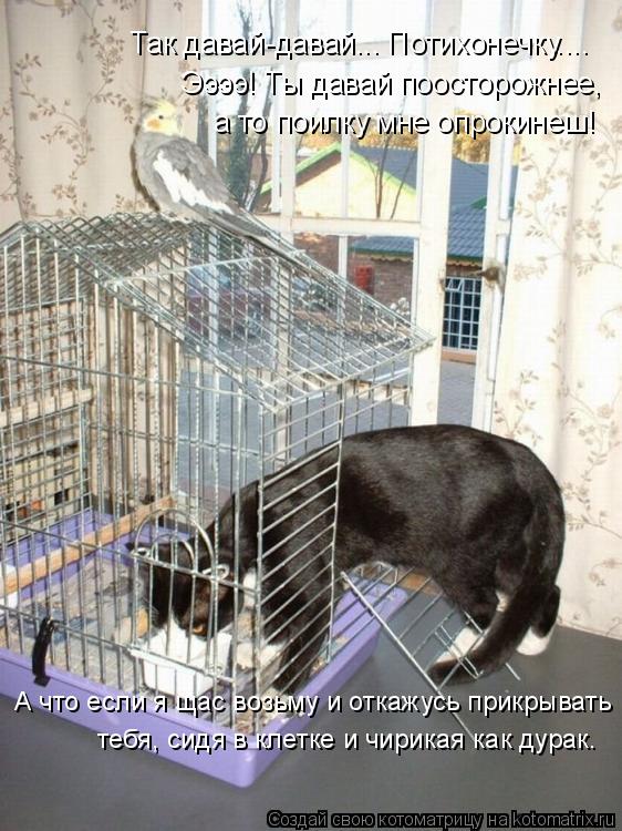 Котоматрица: Так давай-давай... Потихонечку.... Ээээ! Ты давай поосторожнее,  а то поилку мне опрокинеш! А что если я щас возьму и откажусь прикрывать  тебя, 