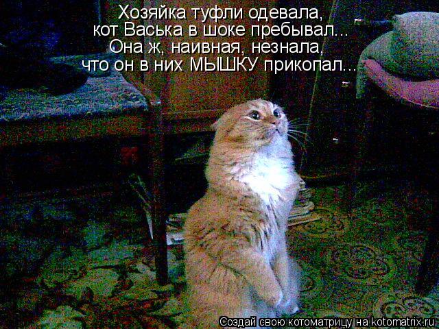 Котоматрица: Хозяйка туфли одевала, кот Васька в шоке пребывал... Она ж, наивная, незнала, что он в них МЫШКУ прикопал...