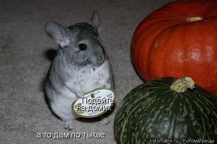 Котоматрица: Подайте на домик а то дам по тыкве.