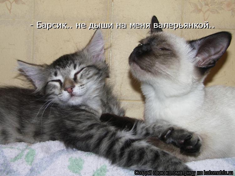 Котоматрица: - Барсик.. не дыши на меня валерьянкой..
