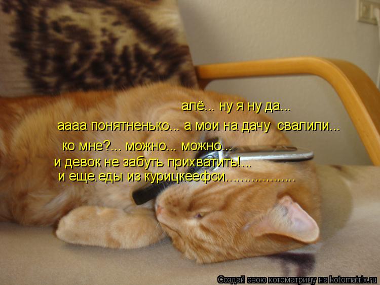 Котоматрица: алё... ну я ну да... аааа понятненько... а мои на дачу  свалили... ко мне?... можно... можно...  и девок не забуть прихватить!... и еще.еды из курицке