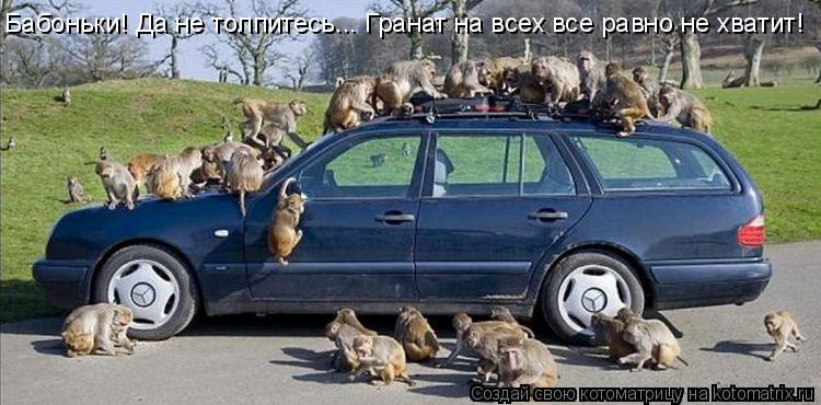 Котоматрица: Бабоньки! Да не толпитесь... Гранат на всех все равно не хватит!