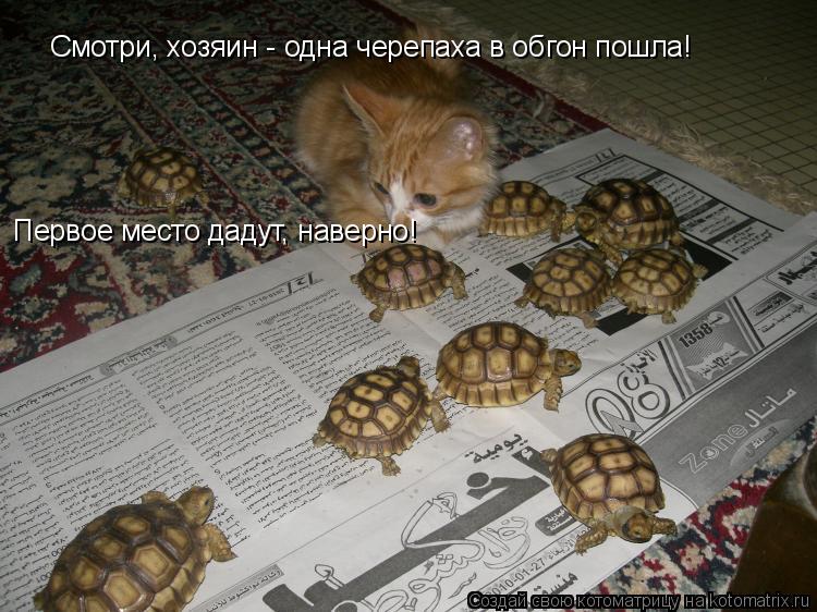 Котоматрица: Смотри, хозяин - одна черепаха в обгон пошла! Первое место дадут, наверно!