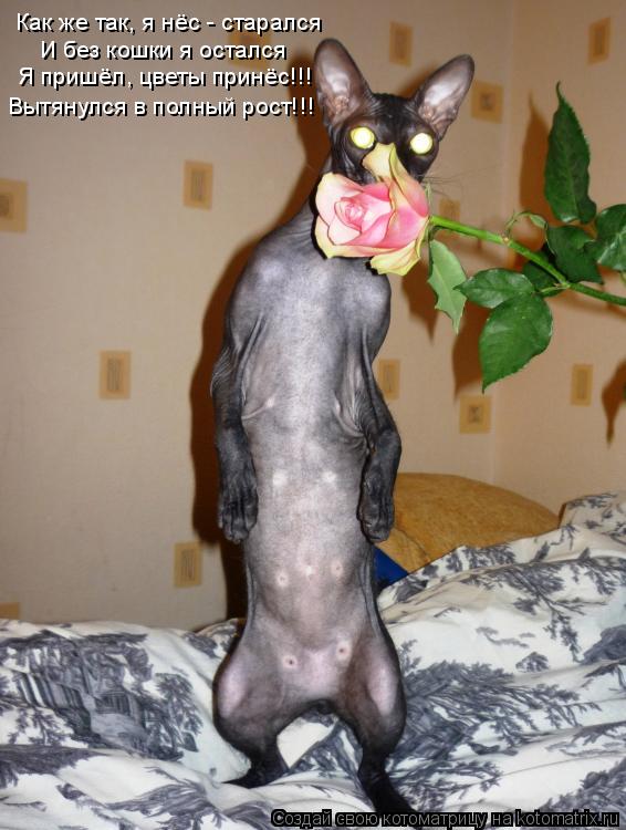 Котоматрица: Как же так, я нёс - старался И без кошки я остался Я пришёл, цветы принёс!!! Вытянулся в полный рост!!!