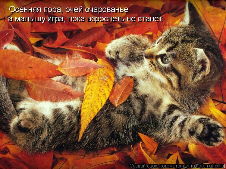 Котоматрица: Осенняя пора, очей очарованье а малышу игра, пока взрослеть не станет.