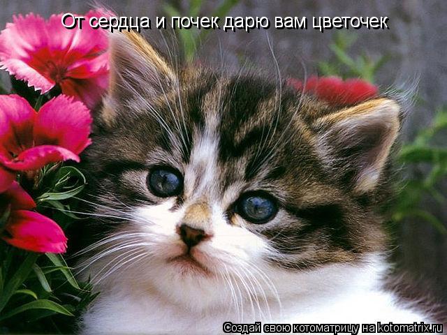 Котоматрица: От сердца и почек дарю вам цветочек От сердца и почек дарю вам цветочек