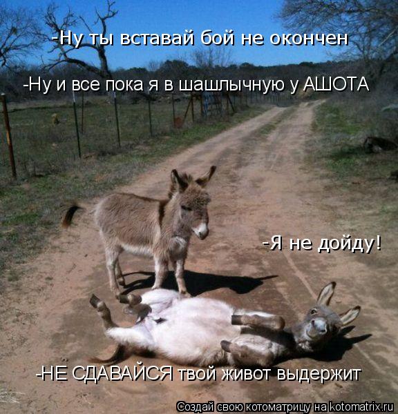 Котоматрица: -Ну ты вставай бой не окончен  -Я не дойду! -Ну и все пока я в шашлычную у АШОТА -НЕ СДАВАЙСЯ твой живот выдержит