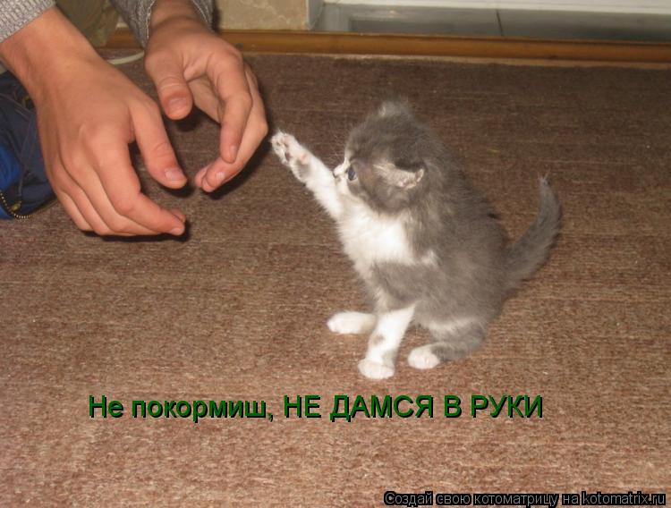 Котоматрица: Не покормиш, НЕ ДАМСЯ В РУКИ