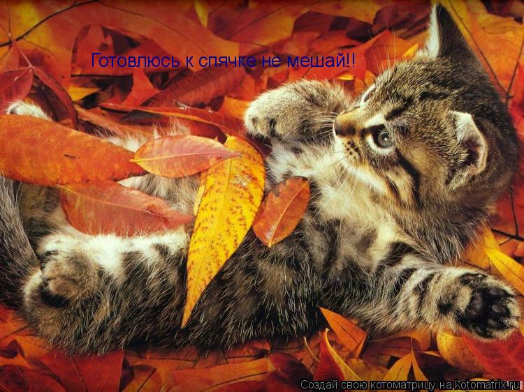 Котоматрица: Готовлюсь к спячке не мешай!!