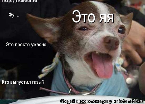 Котоматрица: Фу.... Кто выпустил газы? Это просто ужасно... Это яя