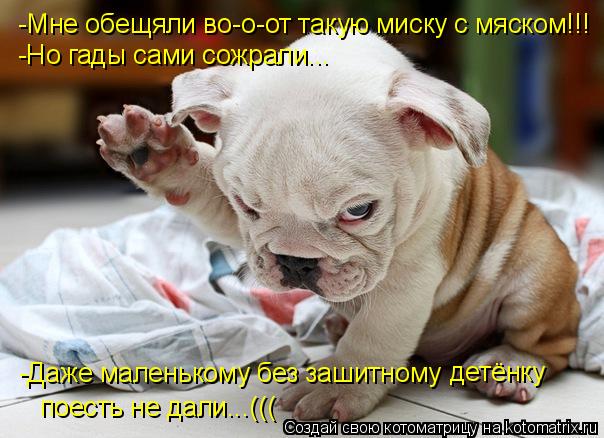 Котоматрица: -Мне обещяли во-о-от такую миску с мяском!!! -Но гады сами сожрали... -Даже маленькому без зашитному детёнку поесть не дали...(((