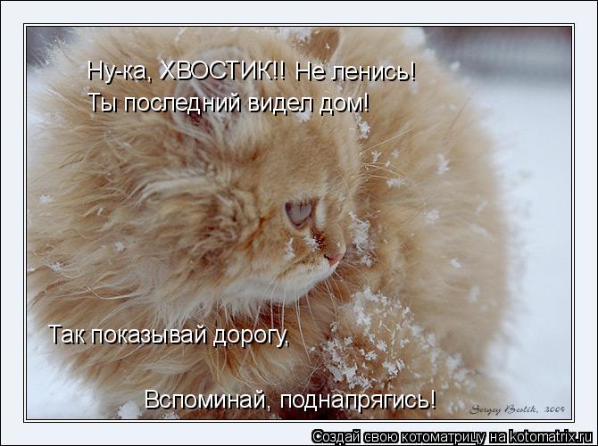 Котоматрица: Ну-ка, ХВОСТИК!! Ты последний видел дом! Так показывай дорогу, Не ленись! Вспоминай, поднапрягись!