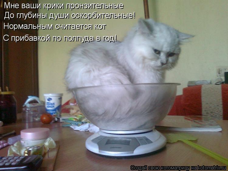 Котоматрица: Мне ваши крики пронзительные До глубины души оскорбительные! Нормальным считается кот С прибавкой по полпуда в год!