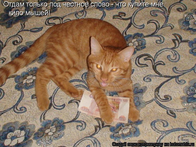 Котоматрица: Отдам только под честное слово - что купите мне  кило мышей!
