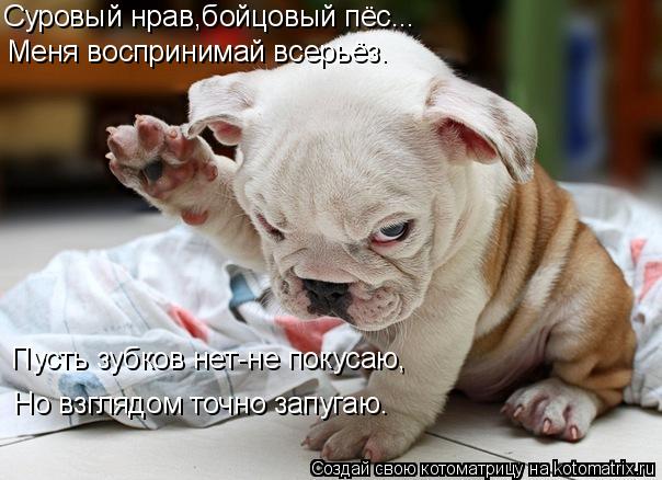 Котоматрица: Суровый нрав,бойцовый пёс... Меня воспринимай всерьёз. Пусть зубков нет-не покусаю, Но взглядом точно запугаю.