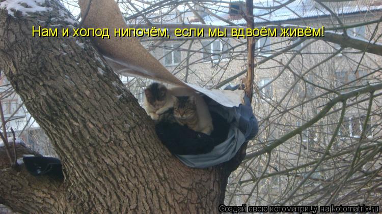 Котоматрица: Нам и холод нипочём, если мы вдвоём живём!