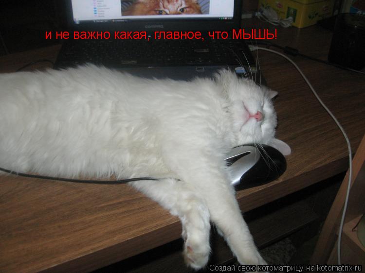 и не важно какая, главное, что МЫШЬ!... Котоматрица: и не важно какая, главное, что МЫШЬ!