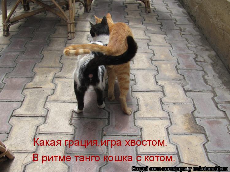 Какая грация,игра хвостом. В ритме танго кошка с котом.... Котоматрица: Какая грация,игра хвостом. В ритме танго кошка с котом.
