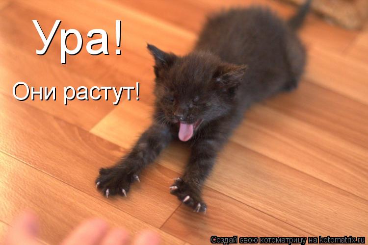 Ура! Они растут!... Котоматрица: Ура! Они растут!