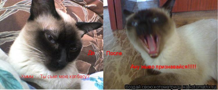 -Хммм.... Ты съел мою колбасу? Ану жыво признавайся!!!!! До После... Котоматрица: -Хммм.... Ты съел мою колбасу? Ану жыво признавайся!!!!! До После