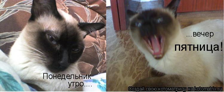 Понедельник утро.... ...вечер пятница!... Котоматрица: Понедельник утро.... ...вечер пятница!