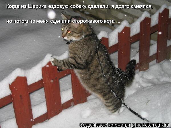Когда из Шарика ездовую собаку сделали, я долго смеялся, но потом из меня сделали сторожевого кота ..... Котоматрица: Когда из Шарика ездовую собаку сделали, я долго смеялся, но потом из меня сделали сторожевого кота ...