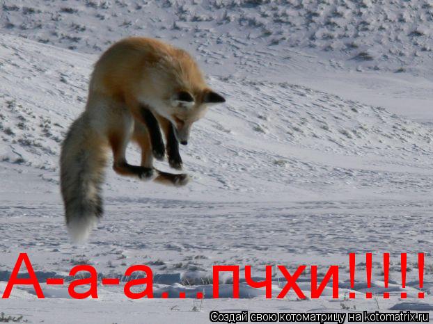 А-а-а...пчхи!!!!!... Котоматрица: А-а-а...пчхи!!!!!