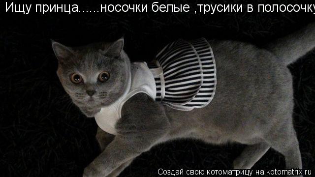 Ищу принца......носочки белые ,трусики в полосочку. Ищу принца......носочки белые ,трусики в полосочк... Котоматрица: Ищу принца......носочки белые ,трусики в полосочку. Ищу принца......носочки белые ,трусики в полосочку.