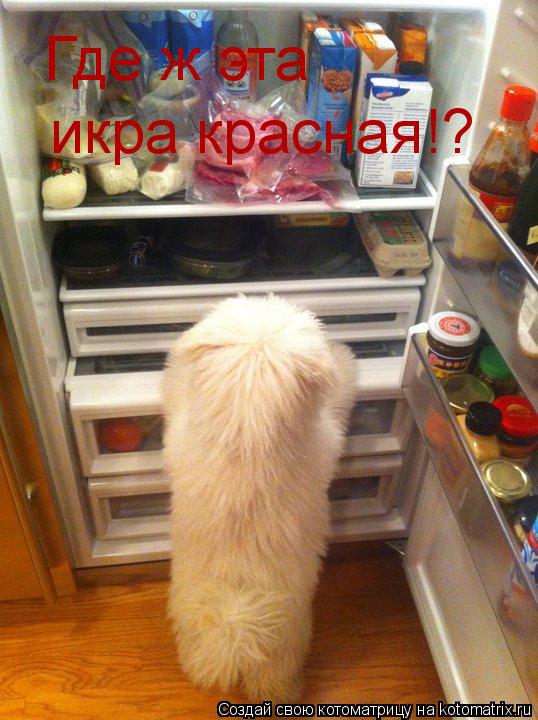 Где ж эта икра красная!?... Котоматрица: Где ж эта икра красная!?