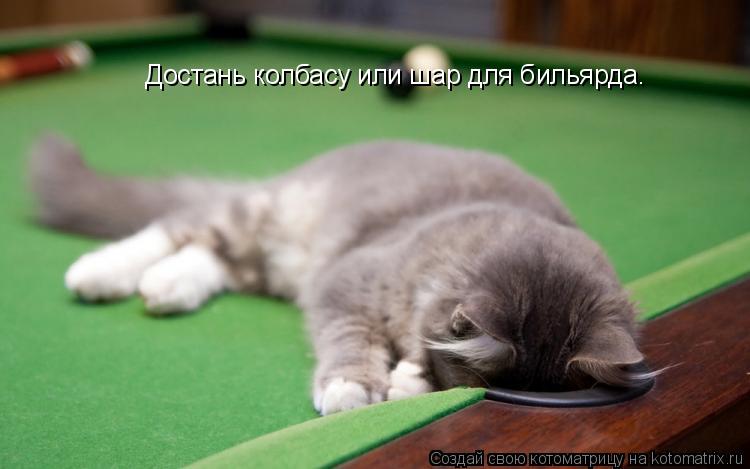 Достань колбасу или шар для бильярда.... Котоматрица: Достань колбасу или шар для бильярда.