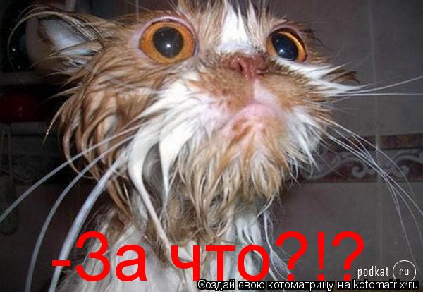 -За что?!?... Котоматрица: -За что?!?