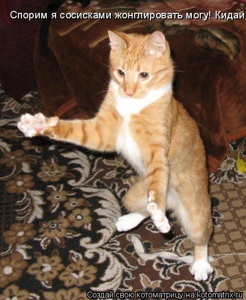 Спорим я сосисками жонглировать могу! Кидай!... Котоматрица: Спорим я сосисками жонглировать могу! Кидай!