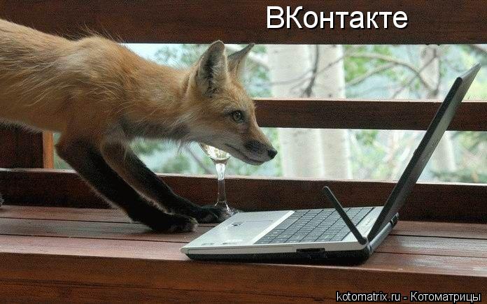 Котоматрица: ВКонтакте