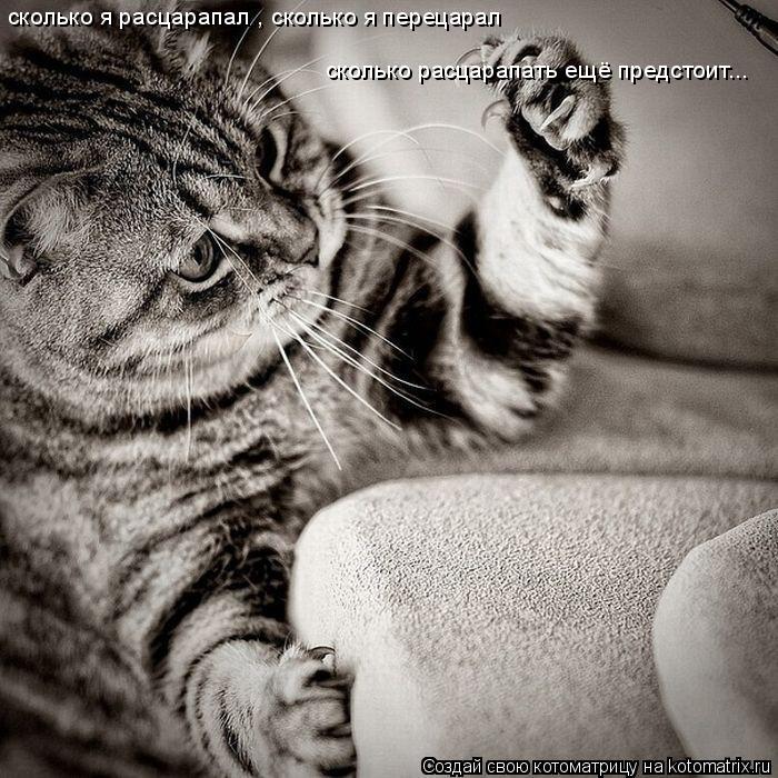 Котоматрица: сколько я расцарапал , сколько я перецарал  сколько расцарапать ещё предстоит...