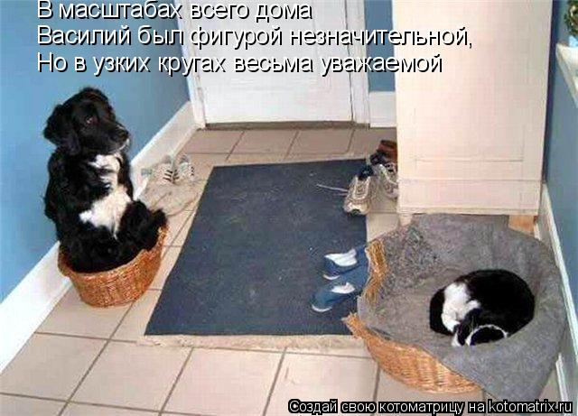 Но в узких кругах весьма уважаемой В масштабах всего дома Василий был фигурой незначительной,... Котоматрица: Но в узких кругах весьма уважаемой В масштабах всего дома Василий был фигурой незначительной,