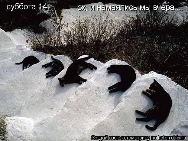 Котоматрица: суббота,14 ох, и намаялись мы вчера.... ох, и намаялись мы вчера....