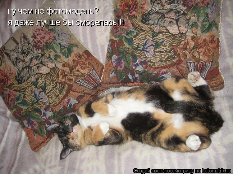 ну чем не фотомодель? я даже лучше бы сморелась!!!... Котоматрица: ну чем не фотомодель? я даже лучше бы сморелась!!!