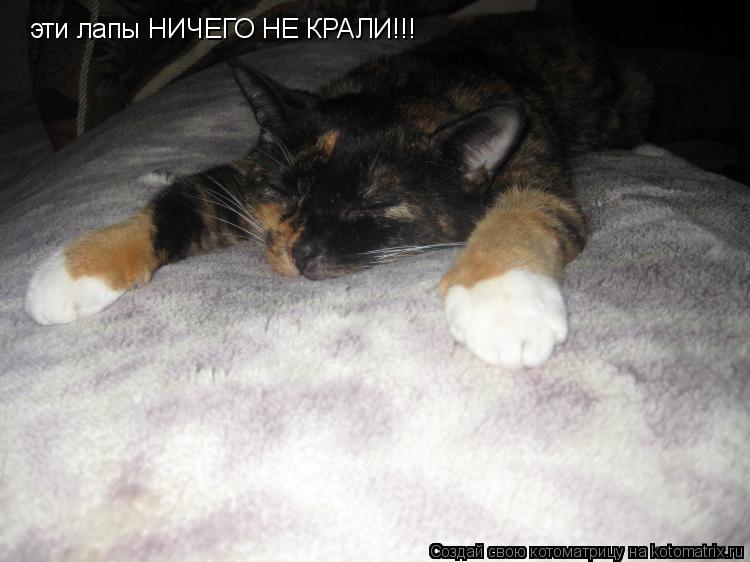 эти лапы НИЧЕГО НЕ КРАЛИ!!!... Котоматрица: эти лапы НИЧЕГО НЕ КРАЛИ!!!