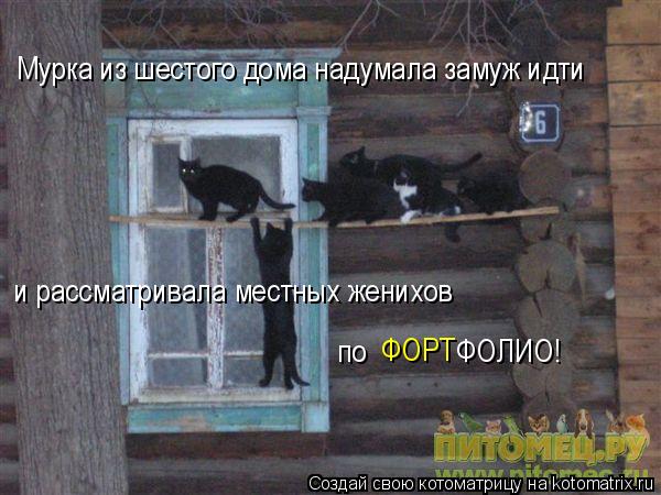 Мурка из шестого дома надумала замуж идти и рассматривала местных женихов по ФОЛИО! ФОРТ... Котоматрица: Мурка из шестого дома надумала замуж идти и рассматривала местных женихов по ФОЛИО! ФОРТ