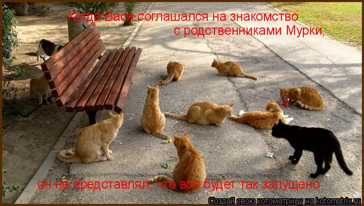 Котоматрица: Когда Вася соглашался на знакомство с родственниками Мурки, он не представлял, что всё будет так запущено