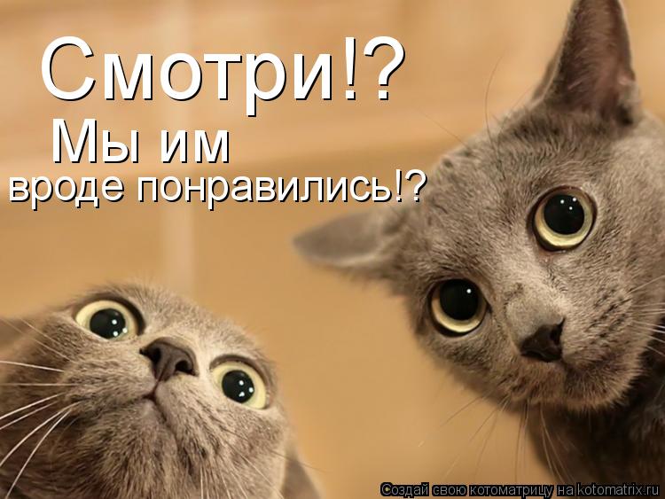 Смотри!? Мы им вроде понравились!?... Котоматрица: Смотри!? Мы им вроде понравились!?